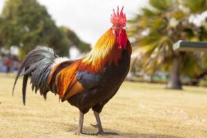Mengenal Ciri-ciri Ayam Bangkok Unggulan