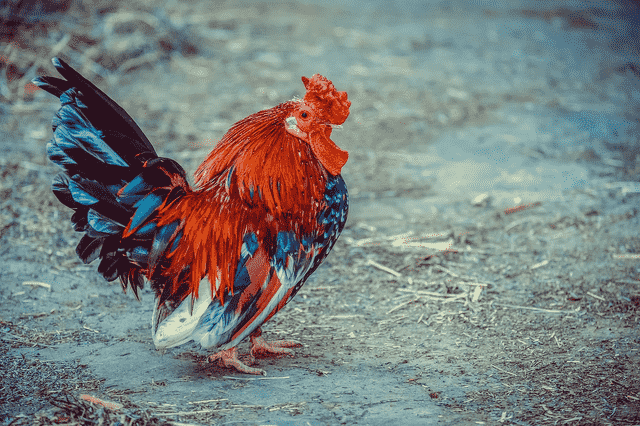 Tips Memilih Ayam Sabung Berkualitas