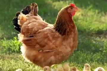 Tips Menjaga Kesehatan Ayam Broiler Tanpa Antibiotik Berlebih